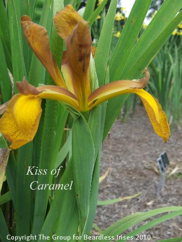 DSCF7203 - Kiss of Caramel